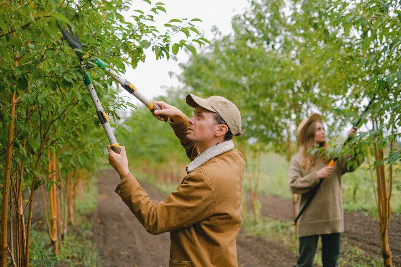 Tree Branch Trimming in Gurdon, AR